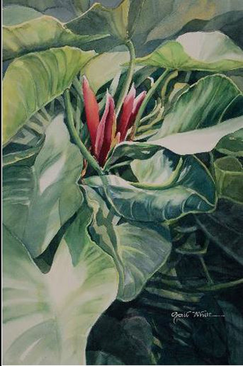 Philodendron