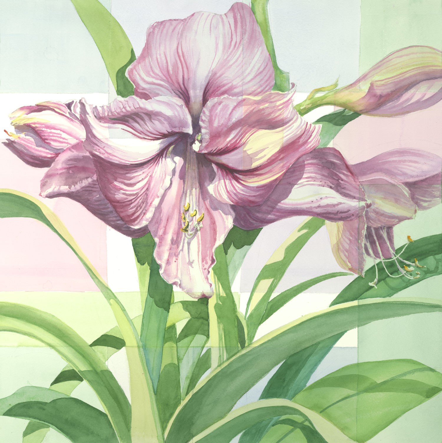 Amaryllis