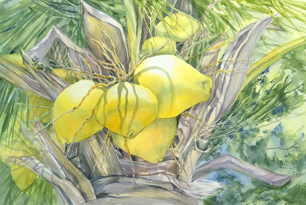 Coconut Shadows