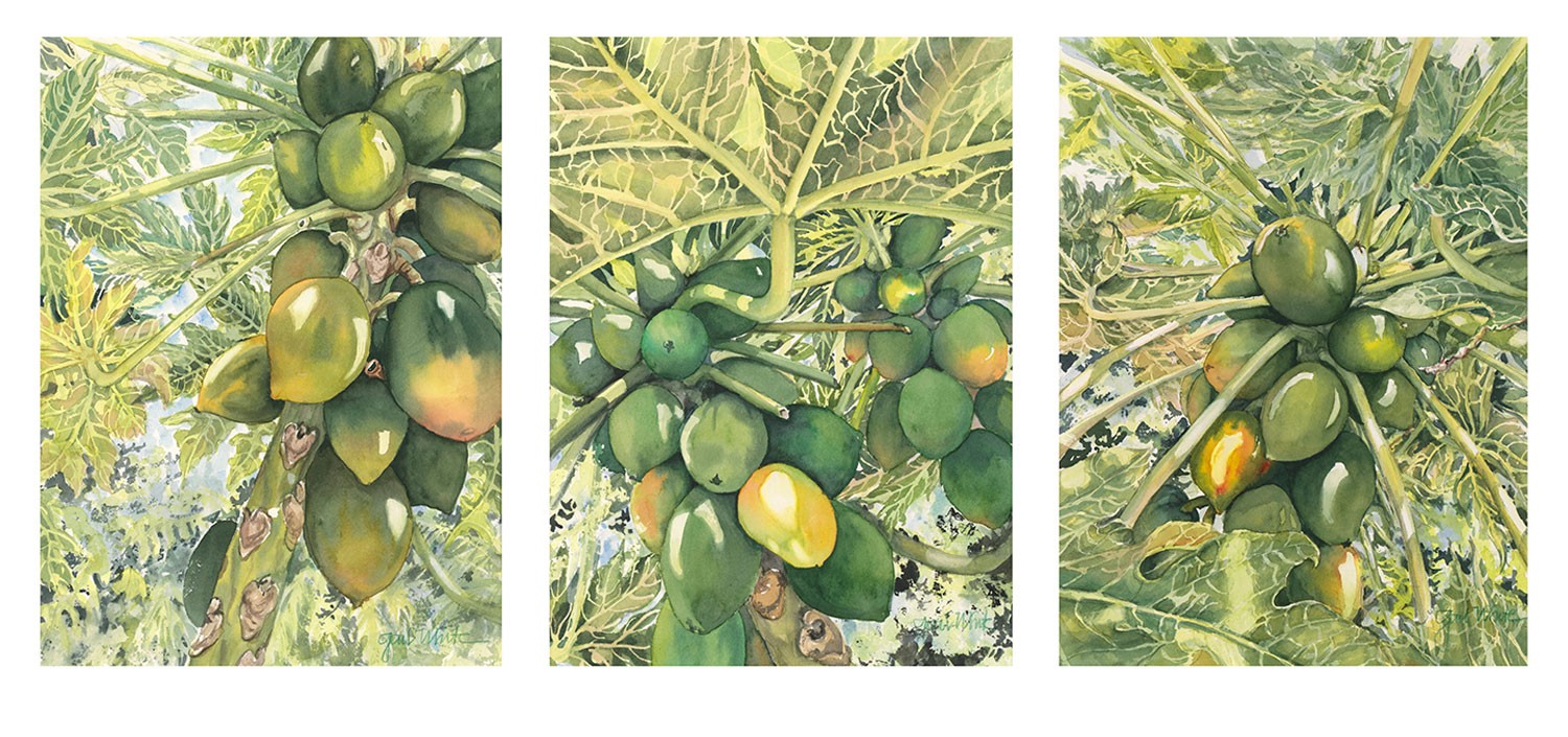 Papaya Canopy