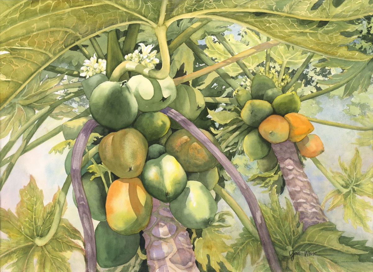 Papaya Tree