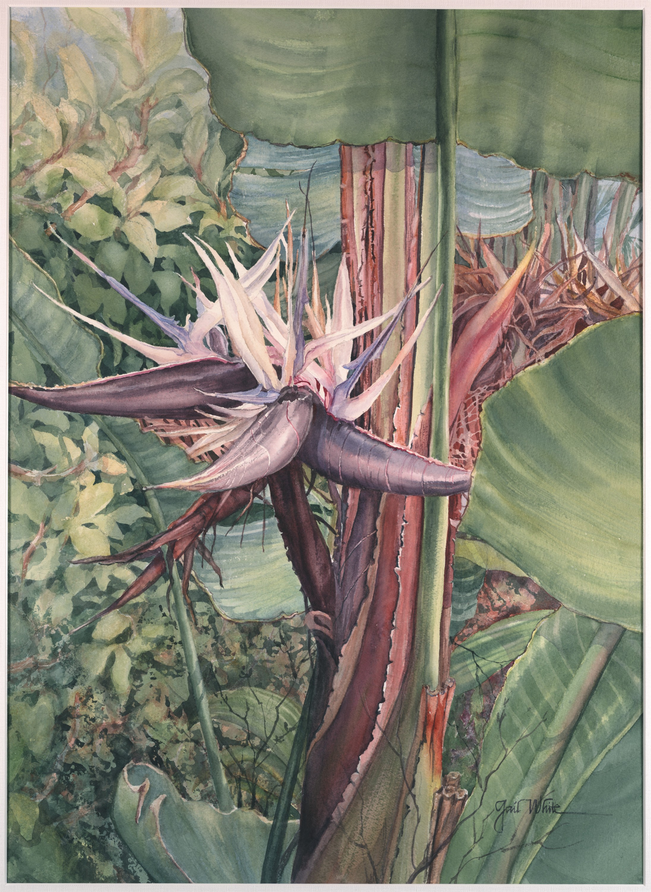 White Bird of Paradise